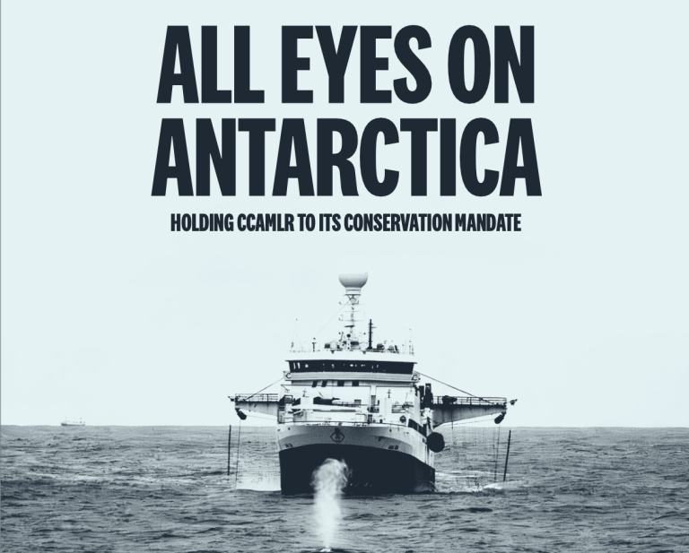 Krill Crisis in the Southern Ocean: Report Calls for Urgent Action to Protect Antarctica’s Fragile Ecosystem